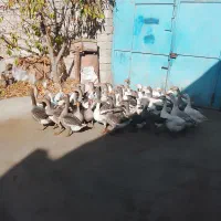 غاز معلمولی|حیوانات مزرعه|لاجان, |دیوار