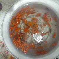 فروش فوری ماهی قرمز|ماهی|کوهدشت, |دیوار