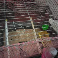 مرغ عشق|پرنده|گرگان, |دیوار