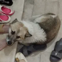 سگ خونگی حرف گوش کن