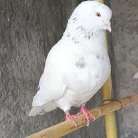 کبوتر نر شمرونی