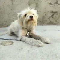 سگ شیتزو. پاپی|سگ|خمینی‌شهر, |دیوار