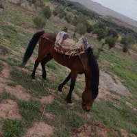 اسب نریان اهلی|اسب و تجهیزات اسبسواری|قزوین, |دیوار