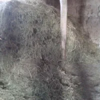 علوفه خرد شده وکاه|حیوانات مزرعه|صومای برادوست, |دیوار