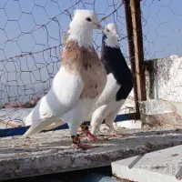 تعدادی کبوتر تهرونی و بهبهونی (فسا)
