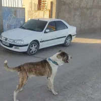 سگ افغان|سگ|سیرجان, |دیوار