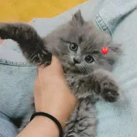 بچه گربه سه ماهه