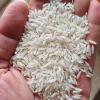 برنج طارم هاشمی اعلی