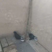 کبوتر بهبهانی|پرنده|شیراز, دشت چنار|دیوار