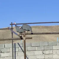 25عدد مرغ شاخدار