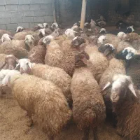 بره نرکشتاری