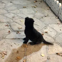 توله ژرمن شیپرد بلک مو بلند 2ماهه|سگ|مشهد, ویلاشهر|دیوار