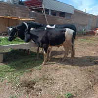 گوساله نر  سیمیتال و هلشتاین