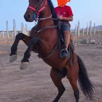 اسب نریان 3ساله