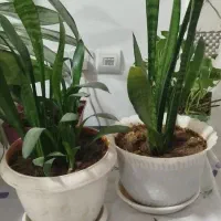 فروش گل