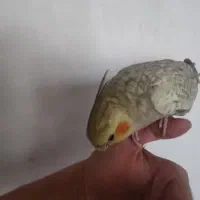 عروس هلندی مرواریدی رام دستیمعاوضه با طوطی کوتوله|پرنده|کرمان, |دیوار