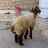 قوچ
