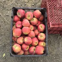 سیب زرد وقرمز استخوانی