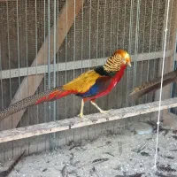 مرغ.وخروس.زینتی.بالغ.