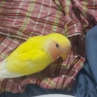 جوجه کوتوله سرلاکی زرد رنگ صورت هلویی|پرنده|چابهار, |دیوار