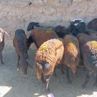کاور افشاری