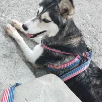 سگ هاسکی خوشکل|سگ|بوکان, |دیوار