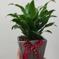 گل و گیاه هدیه روز مادر|گل و گیاه طبیعی|اهواز, شهدای انتظامی|دیوار