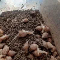 حلزون|خزنده|گرگان, |دیوار