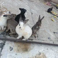 فروش خرگوش