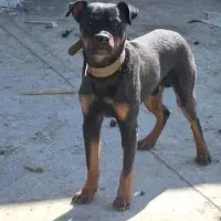 روتوایلر نر معاوضه با پامر خرسی ماده