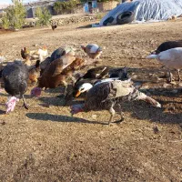 بوقلمون|حیوانات مزرعه|روانسر, |دیوار