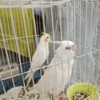 عروس هلندی آلبینو و لوتینو