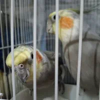 عروس هلندی لوتینو|پرنده|قم, قم نو|دیوار