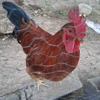 خروس