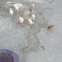 فروش ۱۰عددخروس