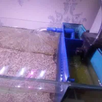 آکواریوم و ماهی|ماهی|قم, باغ کرباسی|دیوار