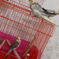 عروس هلندی|پرنده|باوی, |دیوار