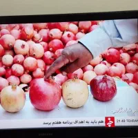 تلویزیون ال سی دی 42 اینچ|تلویزیون و پروژکتور|میانه, |دیوار