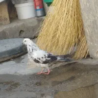 کبوتر|پرنده|ملایر, |دیوار