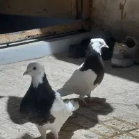 جوانه