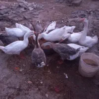 تعدادی قوغاز اصل سفید خاکستری  درشت سالم وسلامت|حیوانات مزرعه|کلاله, |دیوار