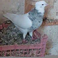 طوقی هفت رنگ