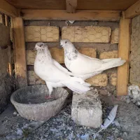 جفت کله دار ارسالی کبوتر|پرنده|کاشان, پشت شهربانی|دیوار