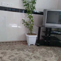 نهال پرتقال