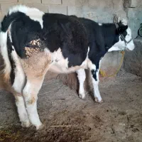 گوساله سیمتال اصل