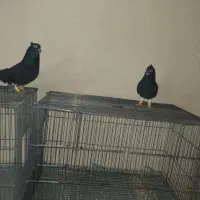 اشعل سیاه|پرنده|بندر امام خمینی, |دیوار