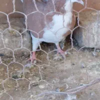 کفتر رنگی|پرنده|ملارد, |دیوار