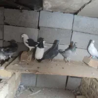 کفتر درهم
