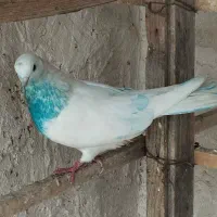 کبوتر پرشی کفتر|پرنده|بندر ترکمن, |دیوار