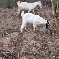 شادگان|حیوانات مزرعه|شادگان, |دیوار